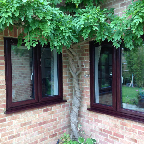 tree growing up the side of a home